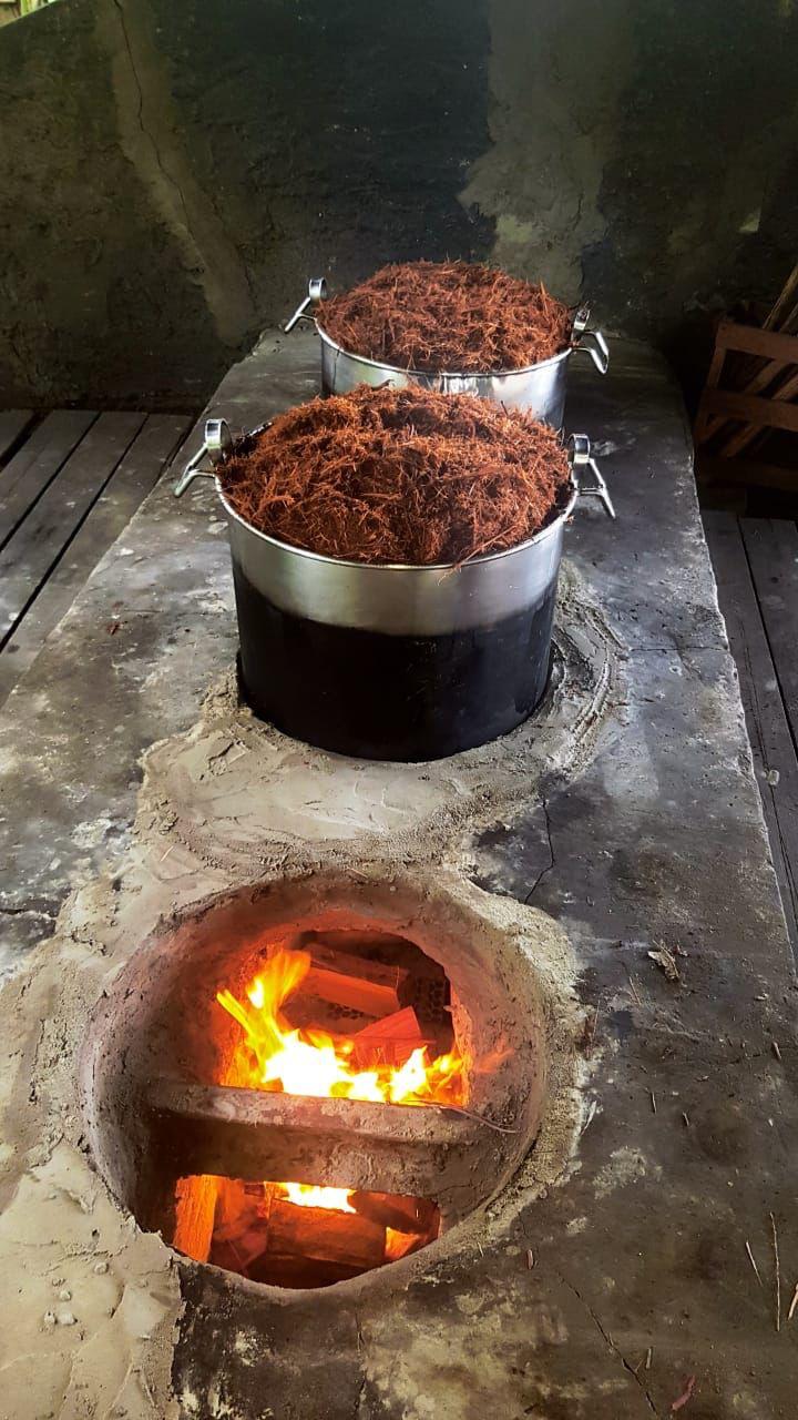 Ayahuasca