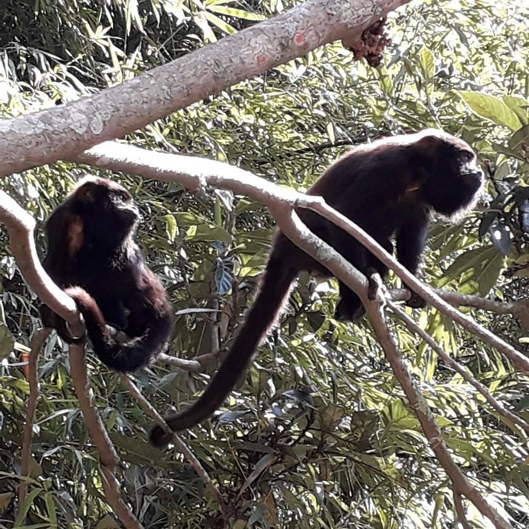 Animais silvestres
