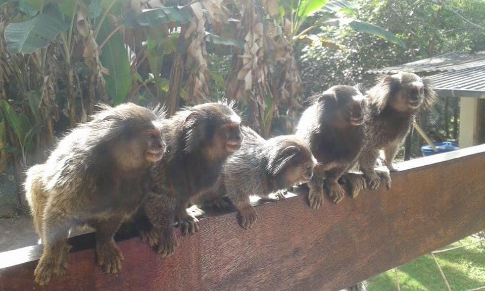 Animais silvestres